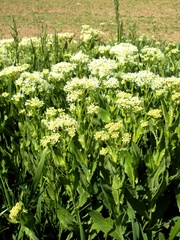 Lepidium draba