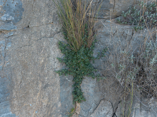Large Rhodian Bellflower (Campanula hagielia)