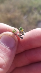 Acmispon wrangelianus