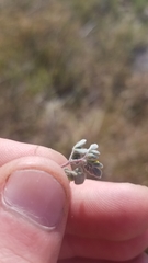 Acmispon wrangelianus