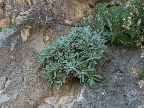 Eastern Strawflower (Helichrysum orientale)