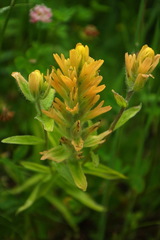 Castilleja miniata fulva