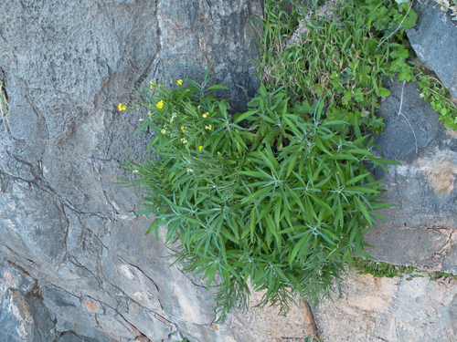 Rhodian Wallflower (Erysimum rhodium)
