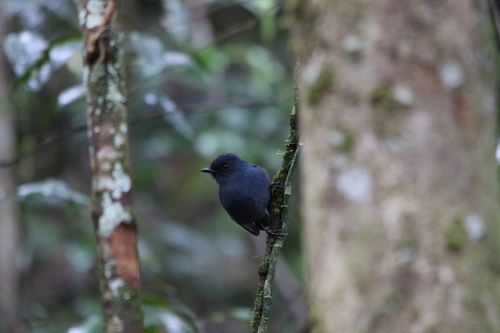 Slaty Robin (Melanodryas cyanus), photo 5