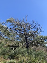 Pinus torreyana