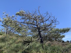 Pinus torreyana