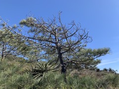 Pinus torreyana