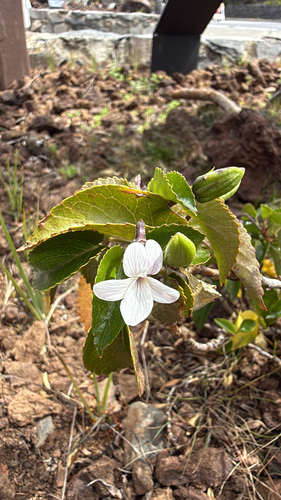 Viola tracheliifolia observed 2026-03-10