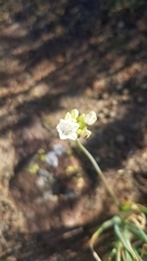 Allium haematochiton