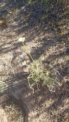 Allium haematochiton