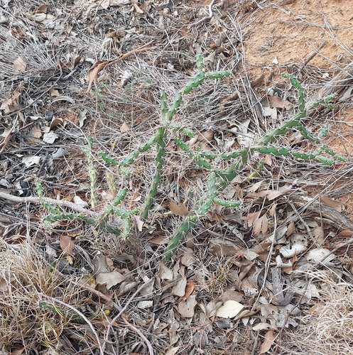 Tiger Pear (Opuntia aurantiaca)