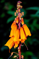 Smithiantha aurantiaca