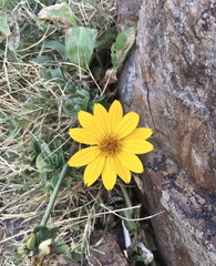 Aspilia montevidensis