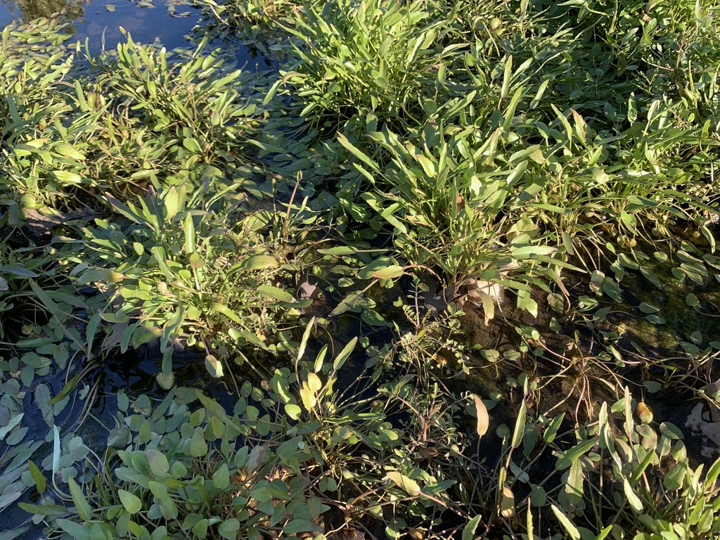 low spearwort