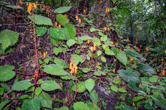 Smithiantha aurantiaca