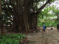 Ficus