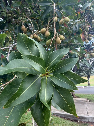 Sapindus oahuensis observed 2026-03-11