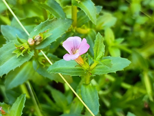 Austral Brooklime (Gratiola peruviana)