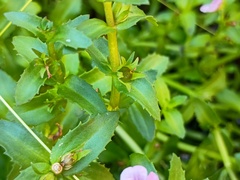 Gratiola peruviana, photograph (c) grampianshiker, some rights reserved (CC BY)
