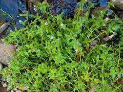 Gratiola peruviana