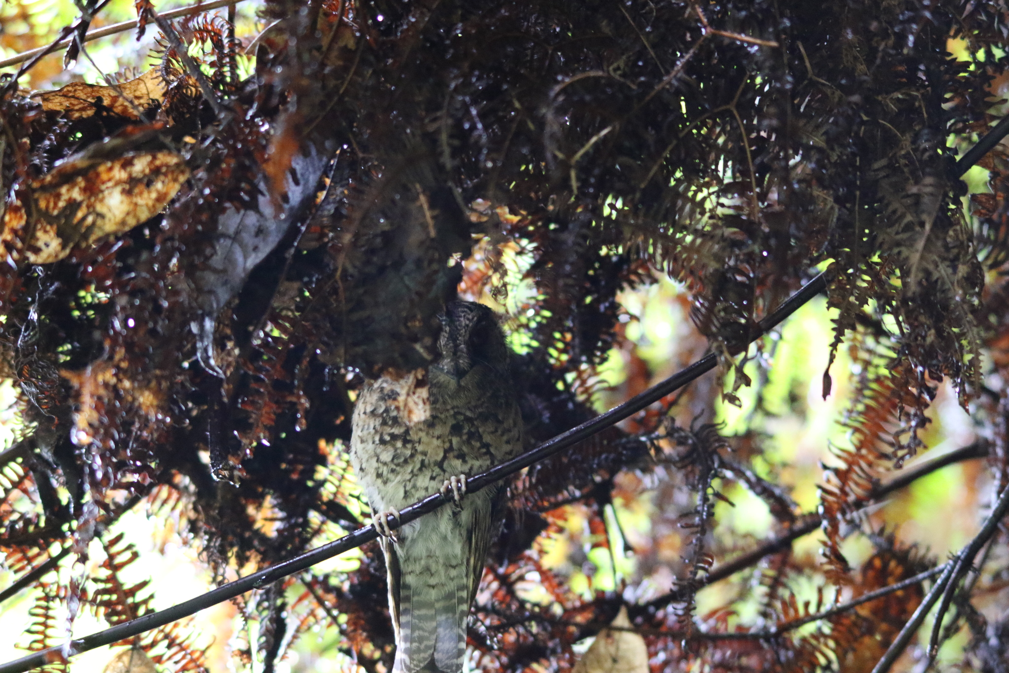 Mountain Owlet-nightjar (Aegotheles albertisi), photo 10