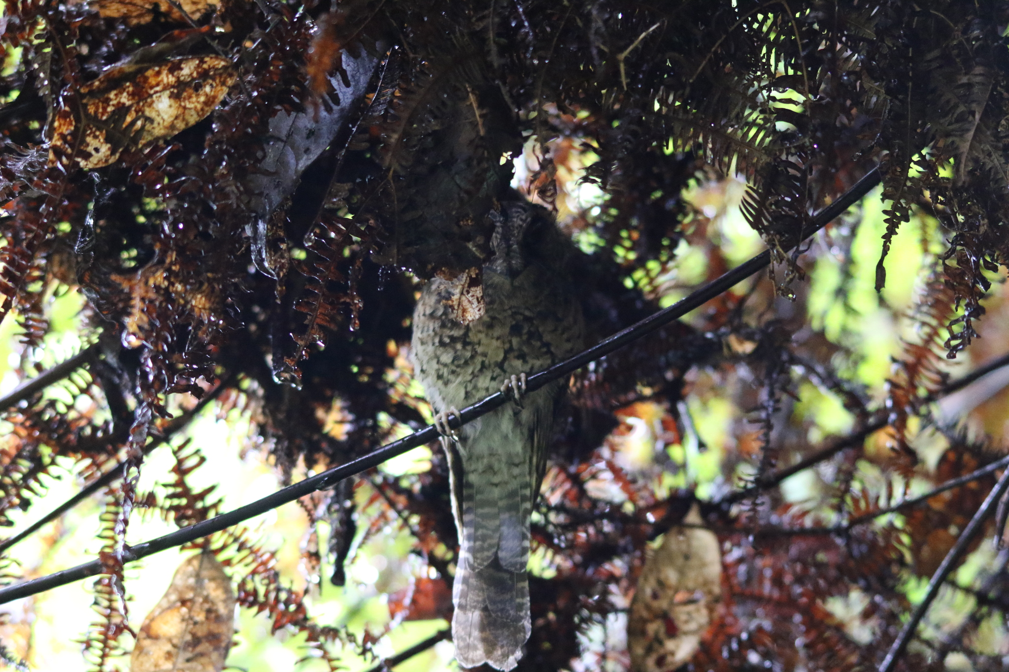 Mountain Owlet-nightjar (Aegotheles albertisi), photo 8