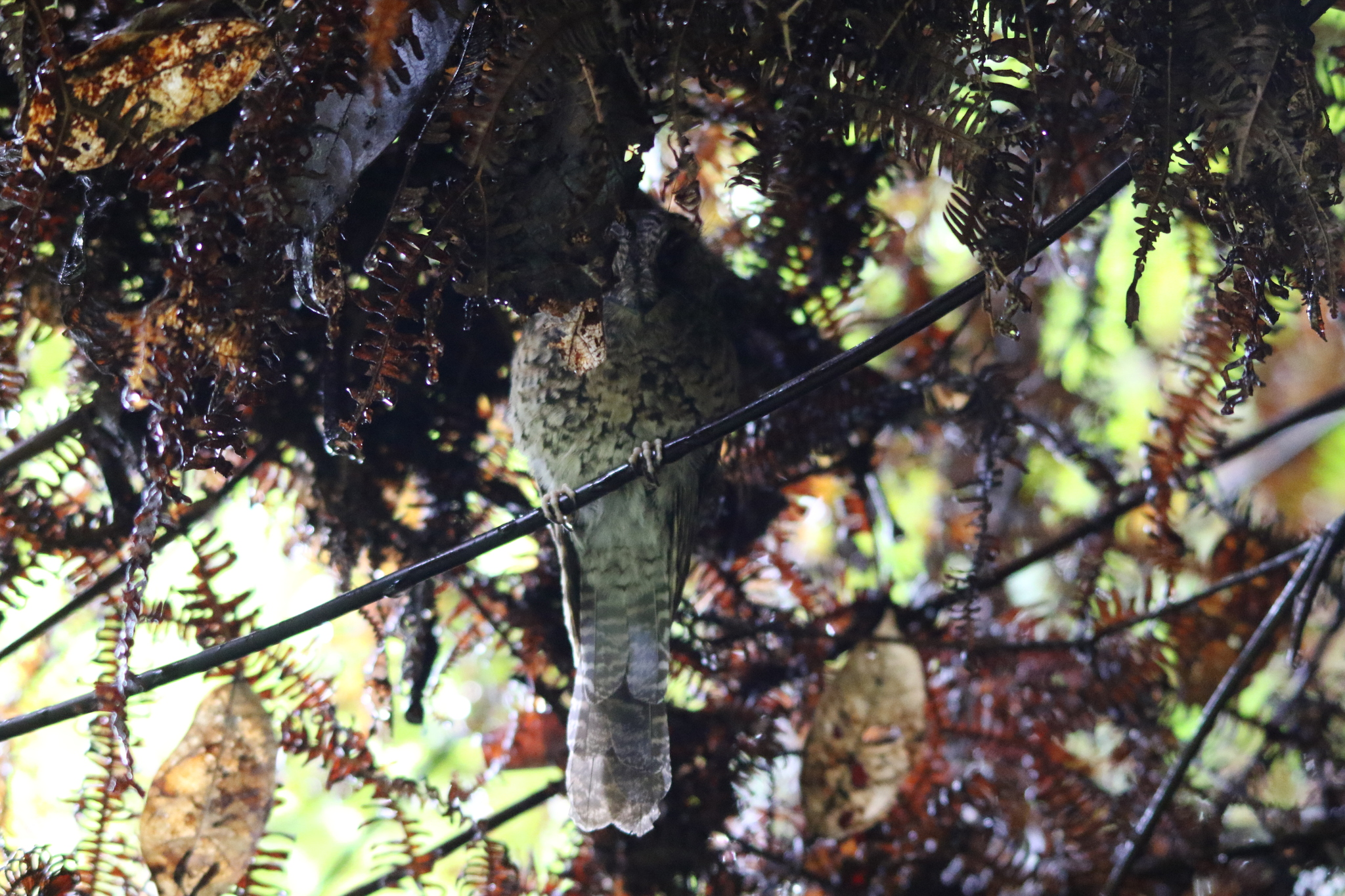 Mountain Owlet-nightjar (Aegotheles albertisi), photo 7