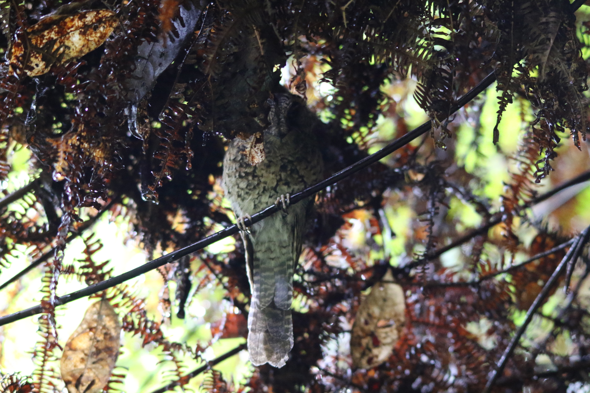Mountain Owlet-nightjar (Aegotheles albertisi), photo 6