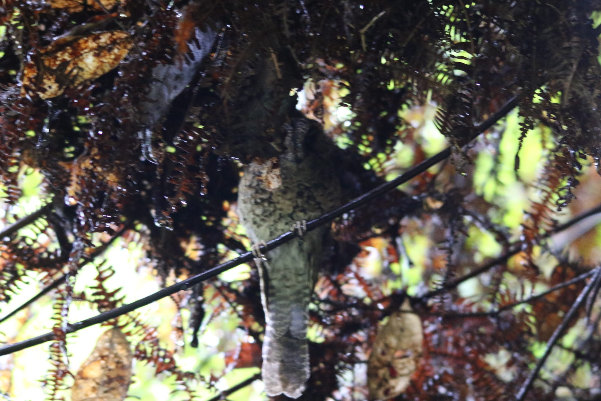 Mountain Owlet-nightjar (Aegotheles albertisi), photo 9