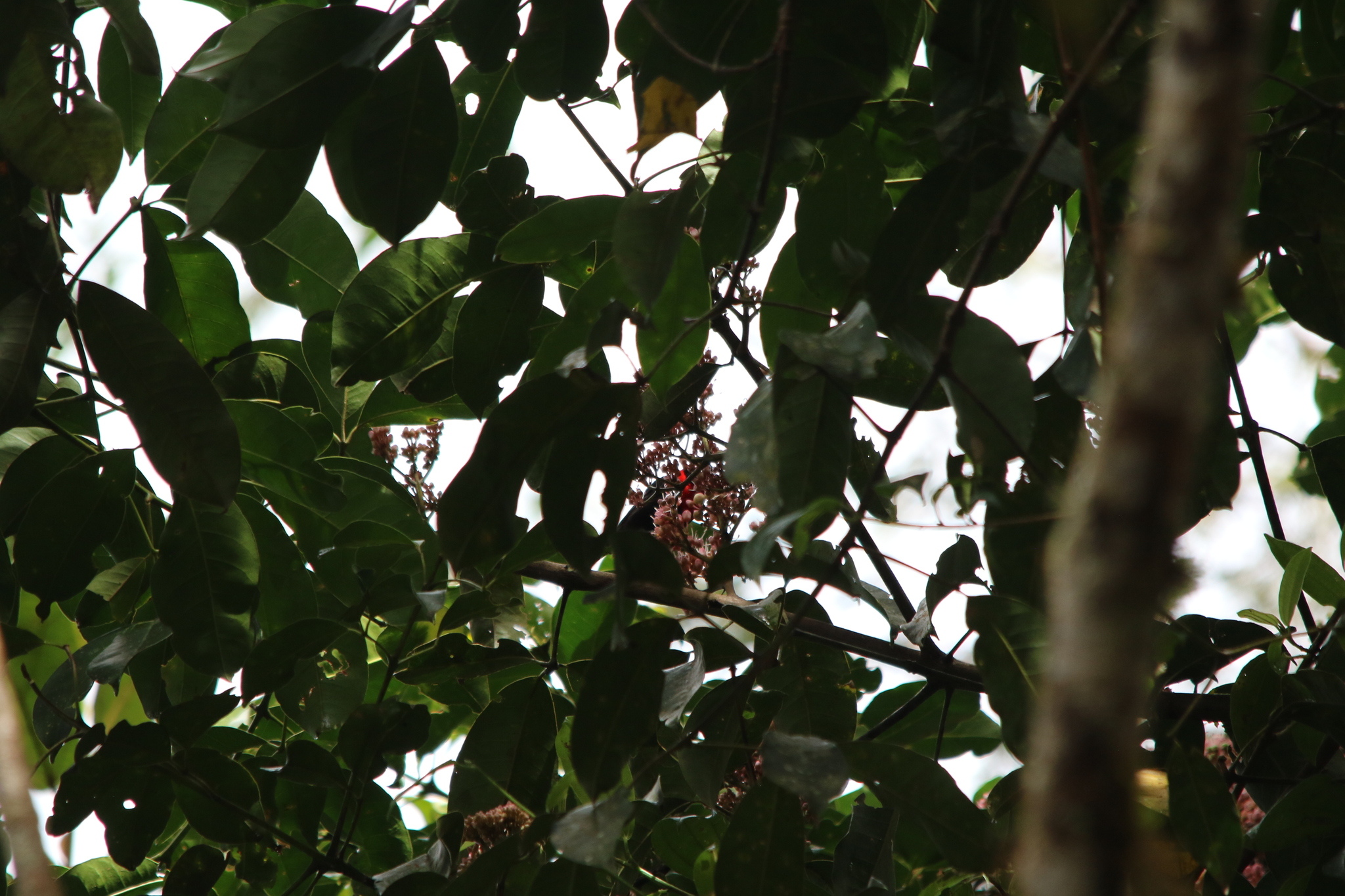 Red-collared Myzomela (Myzomela rosenbergii), photo 5