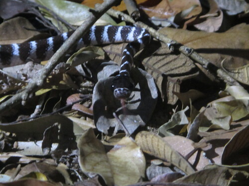 Photo of a Betsileo White-banded Tree Snake (Parastenophis betsileanus)
