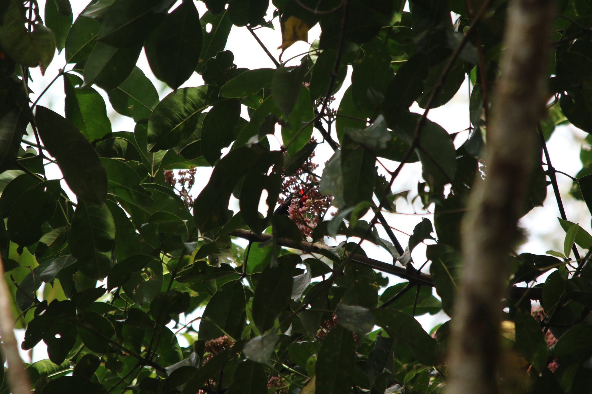 Red-collared Myzomela (Myzomela rosenbergii), photo 4