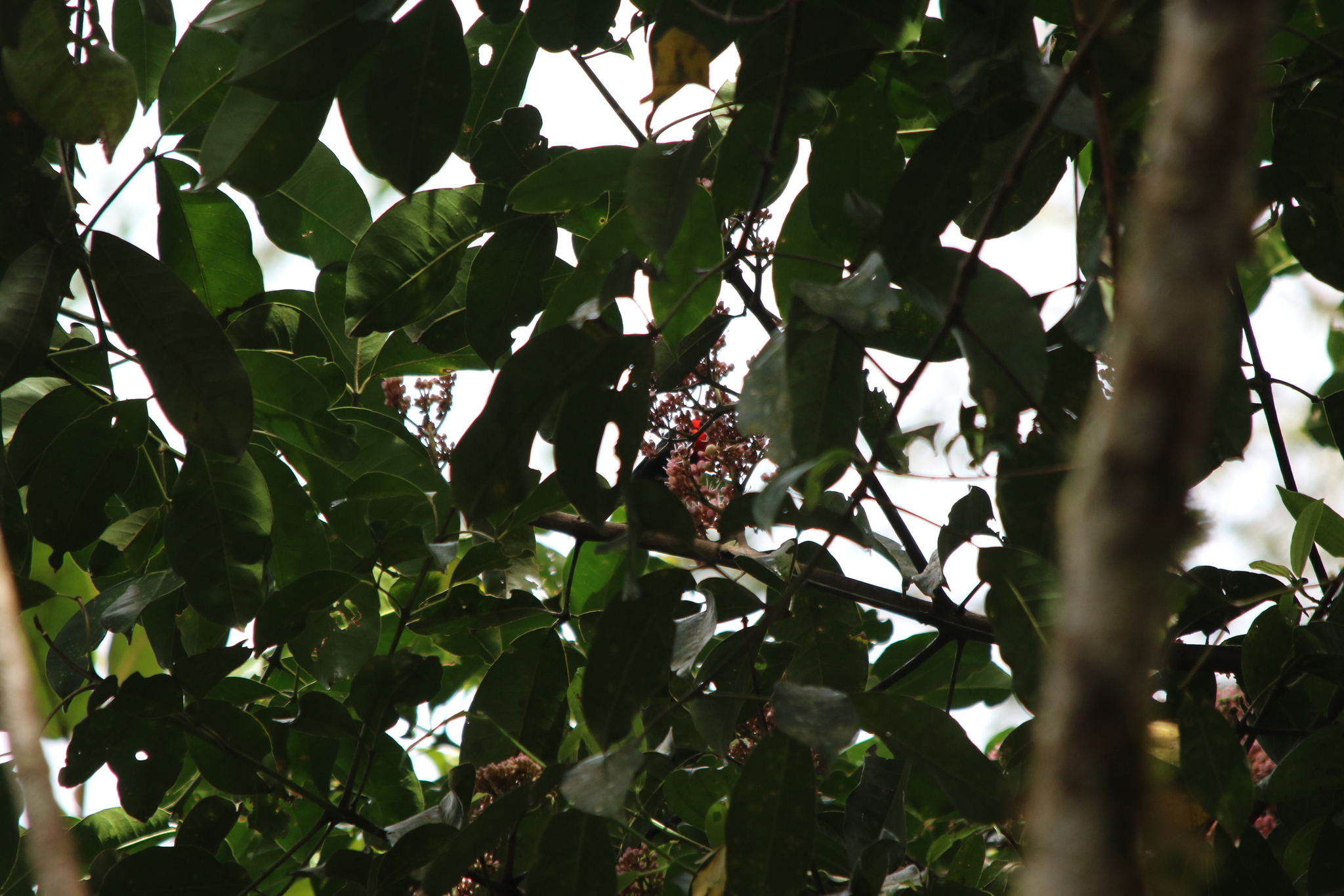 Red-collared Myzomela (Myzomela rosenbergii), photo 6