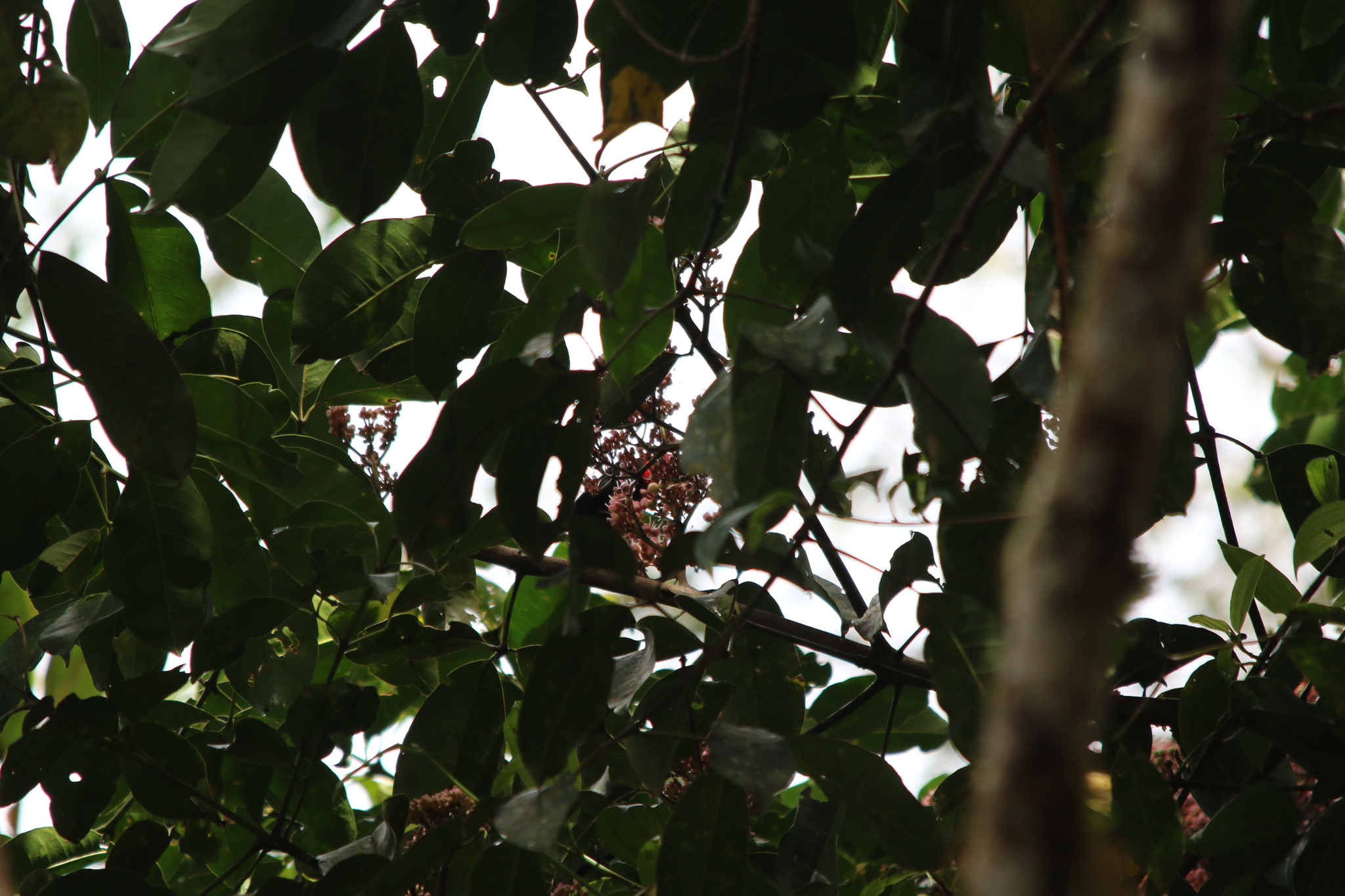 Red-collared Myzomela (Myzomela rosenbergii), photo 8
