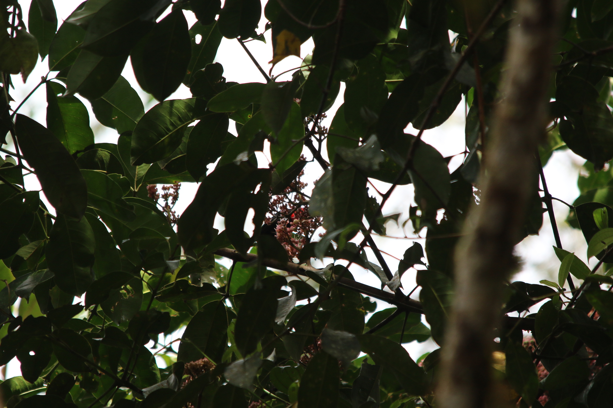 Red-collared Myzomela (Myzomela rosenbergii), photo 9