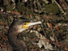 Phalacrocorax carbo carbo