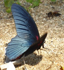 Papilio memnon agenor