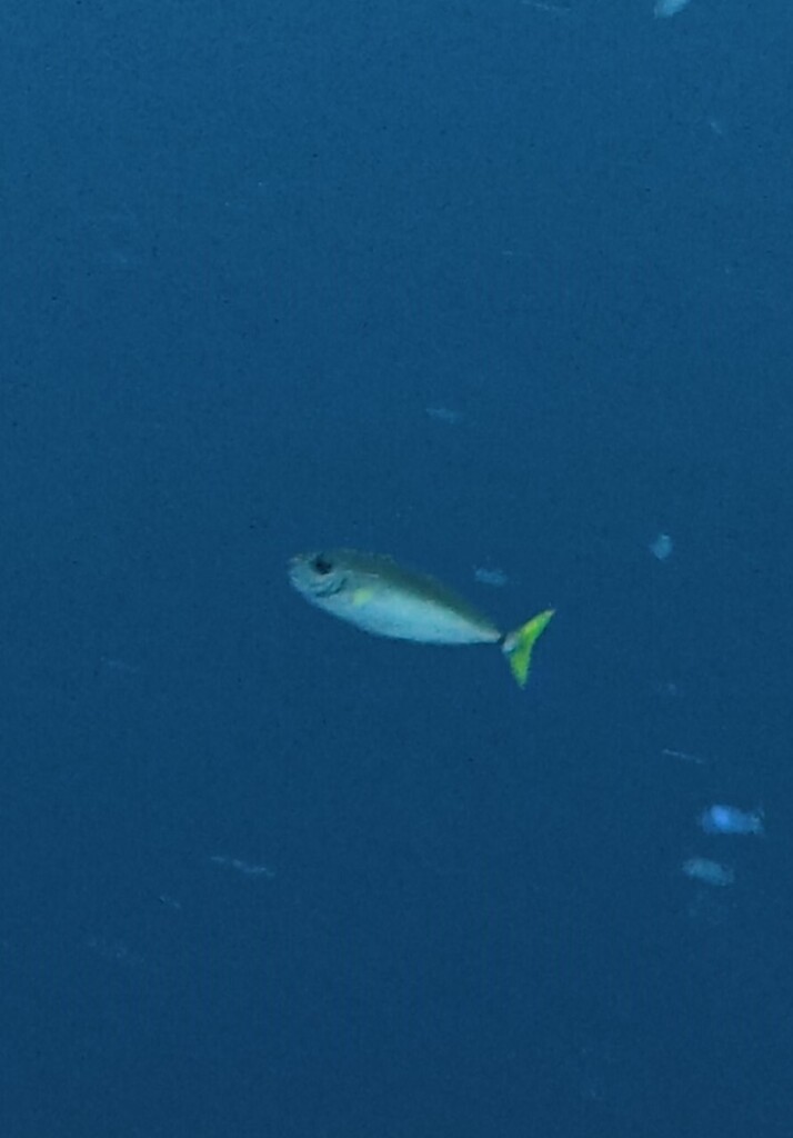 Blackspine Unicornfish (Naso minor)