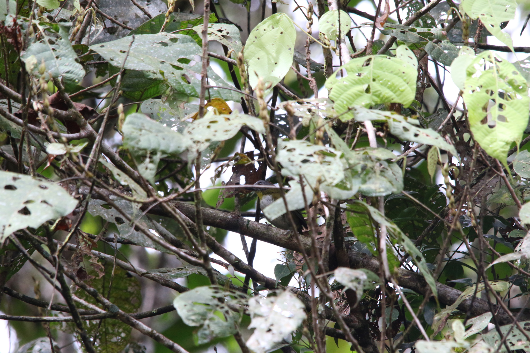 Rufous-naped Bellbird (Aleadryas rufinucha), photo 4