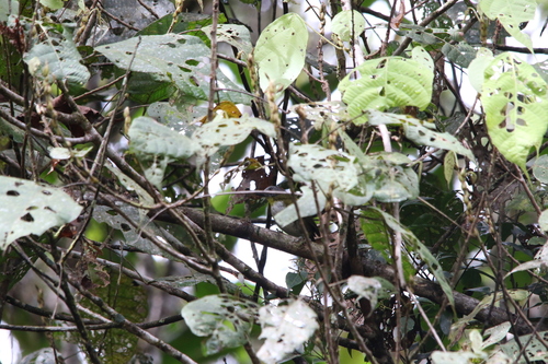 Rufous-naped Bellbird (Aleadryas rufinucha), photo 3