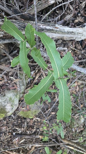 Woody Pear (Xylomelum pyriforme)