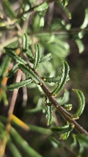 Hairy Wax-flower (Philotheca hispidula)
