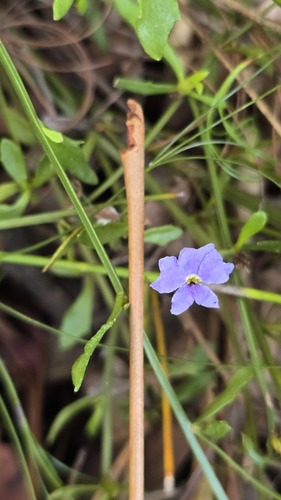 Blue Dampiera (Dampiera stricta)