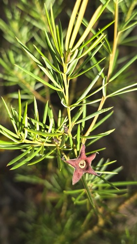 Large Wedge Pea (Gompholobium grandiflorum)