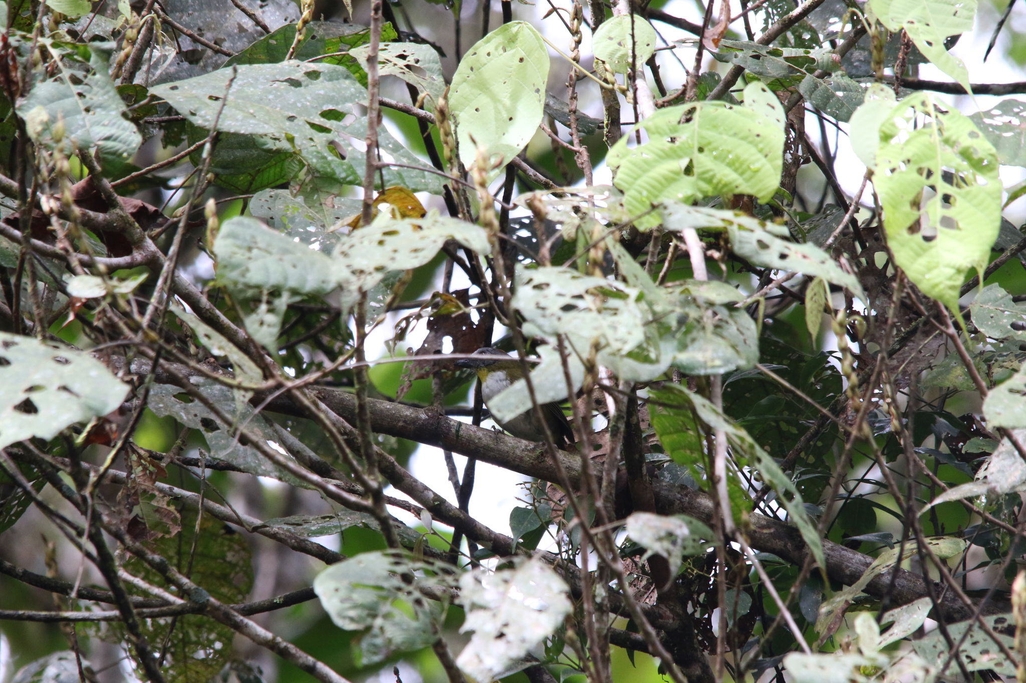 Rufous-naped Bellbird (Aleadryas rufinucha), photo 5