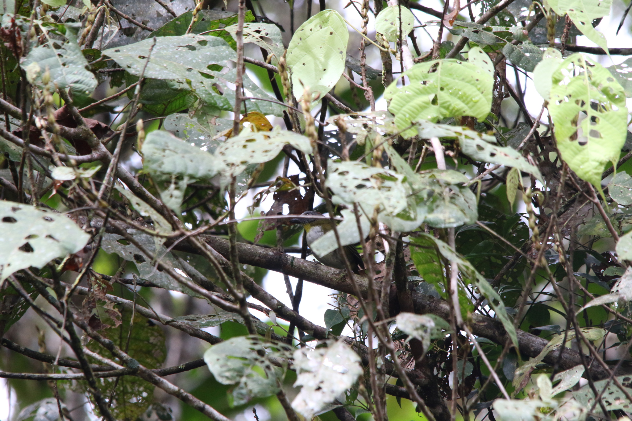 Rufous-naped Bellbird (Aleadryas rufinucha), photo 6