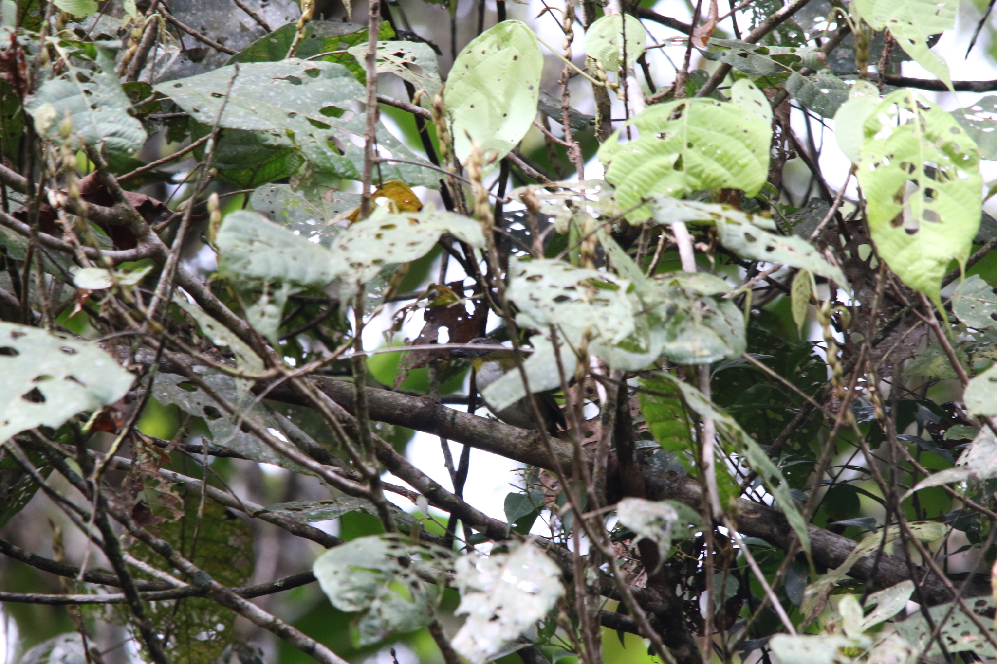 Rufous-naped Bellbird (Aleadryas rufinucha), photo 2