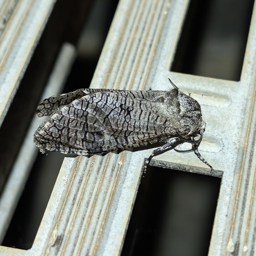 Little Carpenterworm Moth photo 5