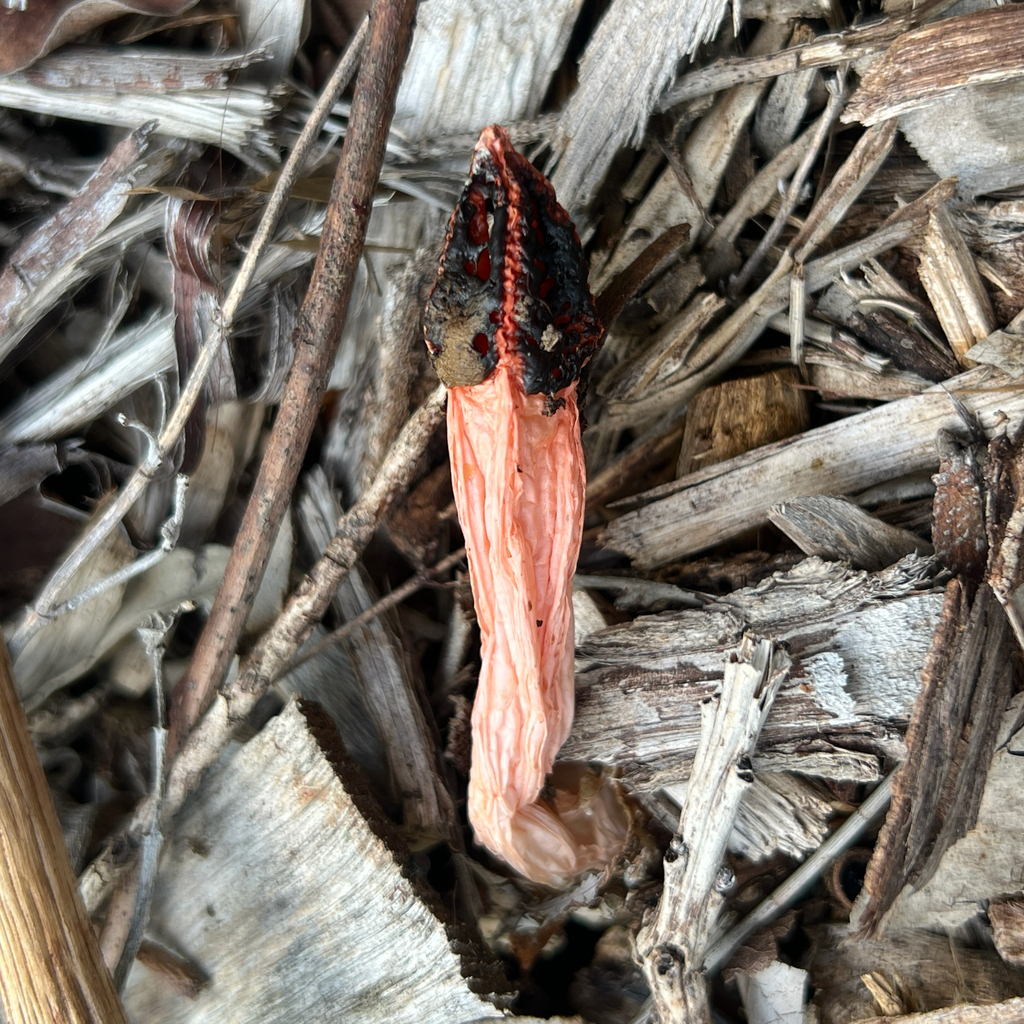 Lysurus mokusin · March 2026 · photo: © douch (iNaturalist, cc-by-sa)