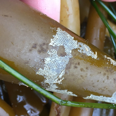 Membranipora membranacea